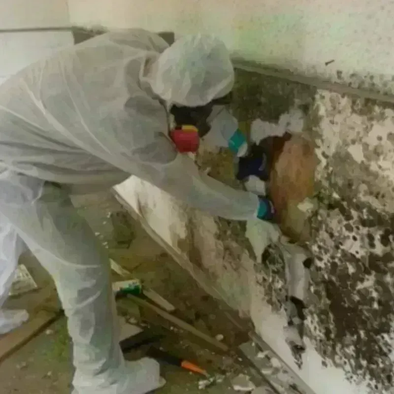 Mold Remediation and Removal in La Center, KY